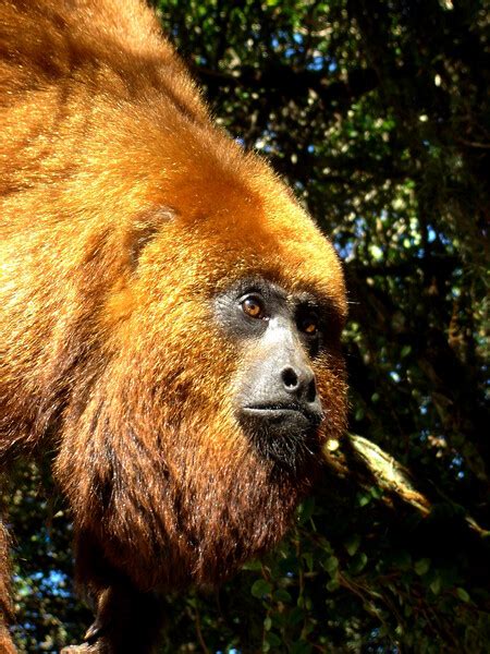 New monkey species from Brazilian Amazon’s 'arc of .